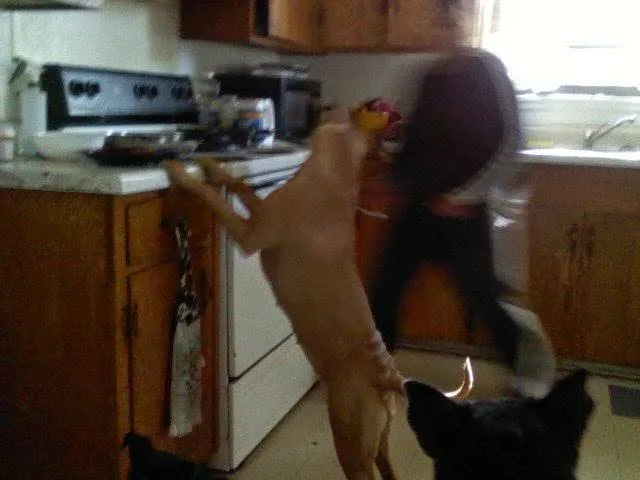 Ghost in the Kitchen
